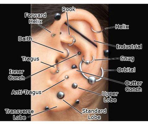 Different parts of the ear we pierce . Over 10 years experience at body piercing.