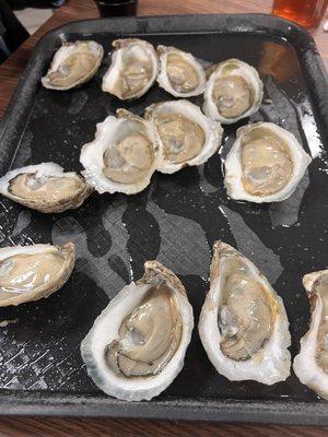 Fresh oysters