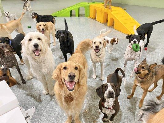 Camp Opie Dog Daycare & Training