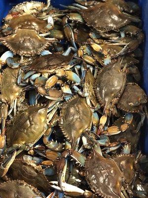 We carry Live Blue Crabs