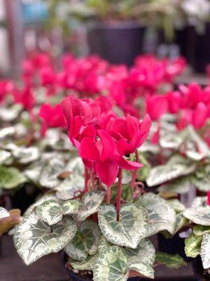 Cyclamen show-off.