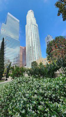 Lot of Jasmine blooming right now in Maguire Gardens in downtown Los Angeles.