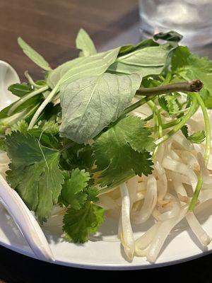 Cilantro, basil and mung bean sprouts