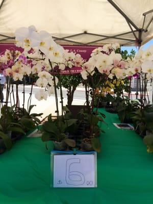 Huge orchid for $6?!