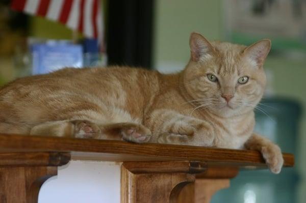 Tiger, the hospital cat