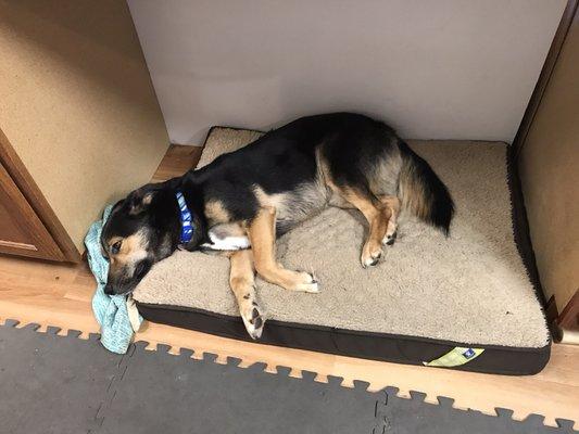 Our Official Greeter and e-Newsletter writer taking a snooze under the cutting table