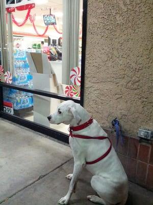 Guard dog for 711