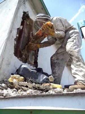 Taking honeycomb out of a wall.