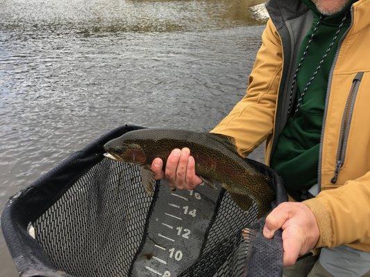 My first trout caught on a soft hackle while walking and wading an island.