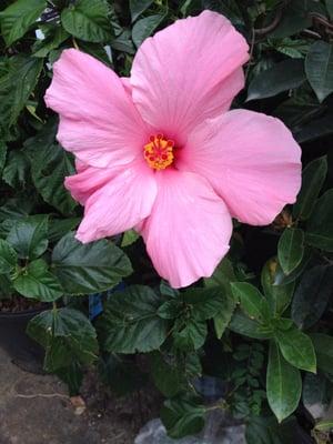 Hibiscus