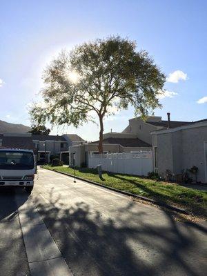 Reveriano & Daniel's Tree and Landscaping Service