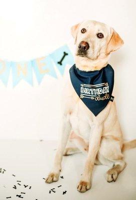 Birthday Dog Bandana