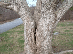 Hamilton Tree and Landscape