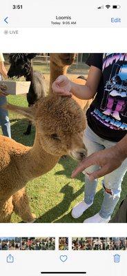 Loomis Alpacas