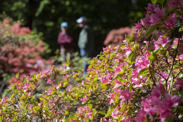 Rhododendron Species Botanical Garden