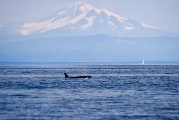 Orca with Mt Baker in the background