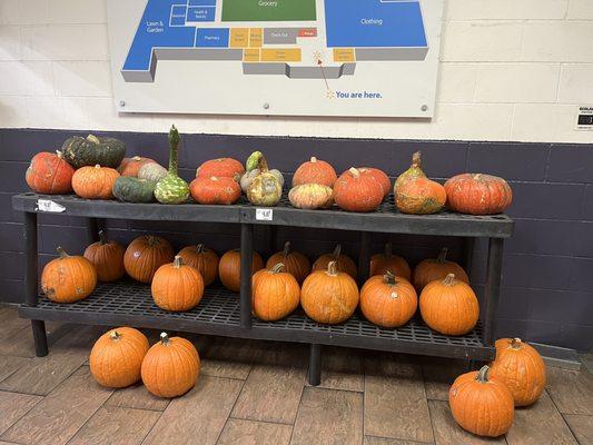 Left side pumpkin offerings.