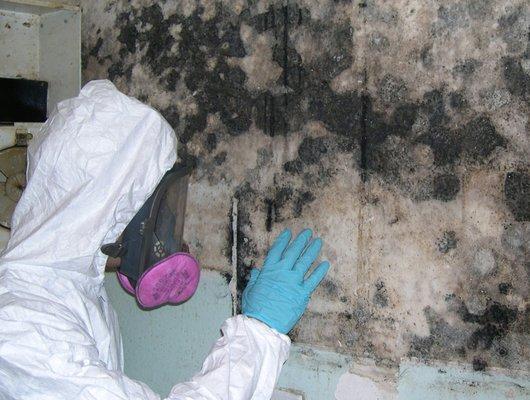 Mold Remediation Technician