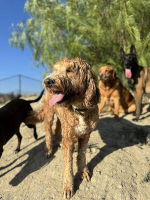 Country Dog Ranch