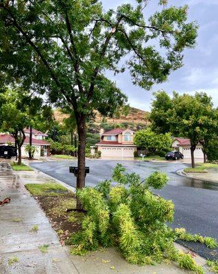 Tree Branch down from storm