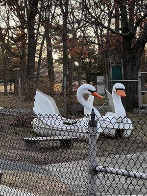 Swan Boats 2-12-2022