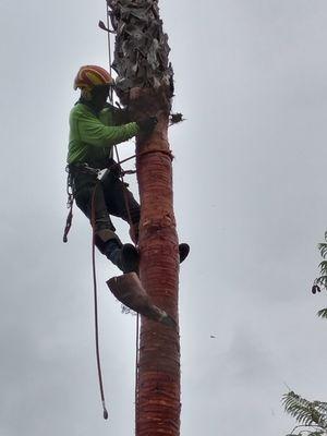 Palm Skinning