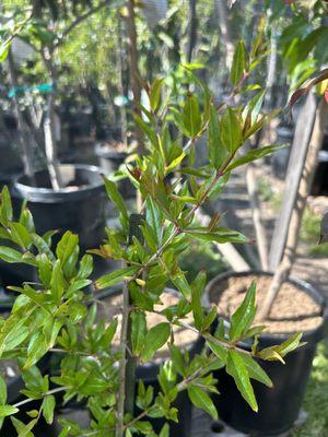 Pomegranate tree