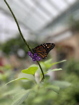 Butterfly Garden