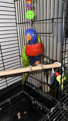 My lorikeet