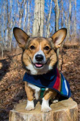 My dog at Pinckney Recreation Area!