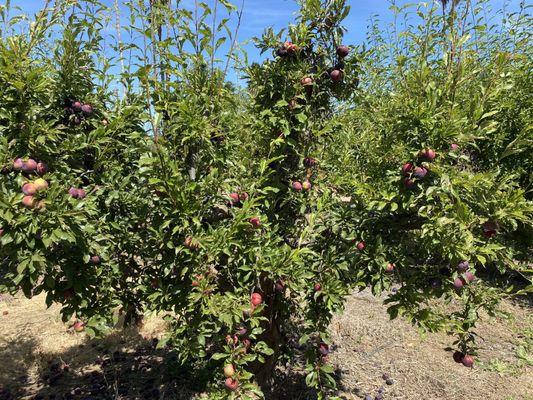 Pluot Trees