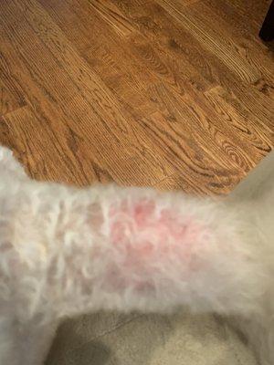 Our dog's raw skin caused by a terrible grooming job by Dave at Montvale Animal Hospital.