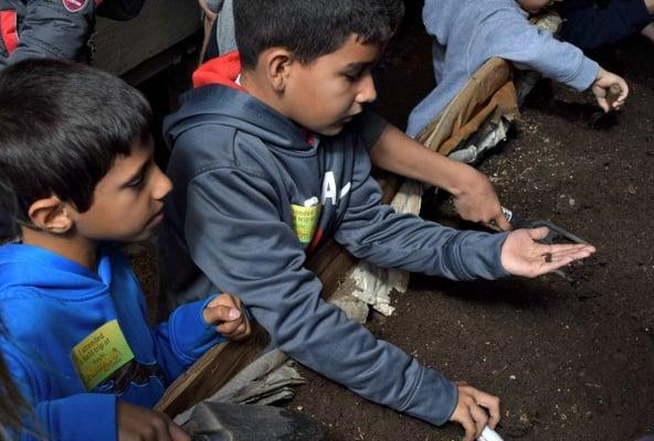 Kids Learning About Worm Composting