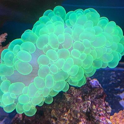 Bubble Coral for sale