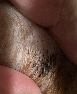 A close up of my dog's poor genitalia. $100 to get my dog put through this kind of pain.