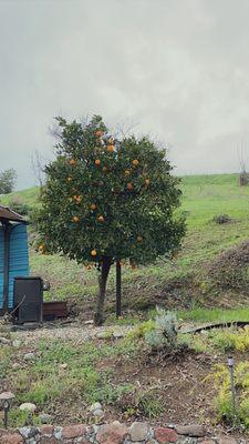 Beautiful fruit trees on property