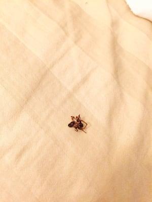 This one found in my sons bassinet. Dead and crumpled up.