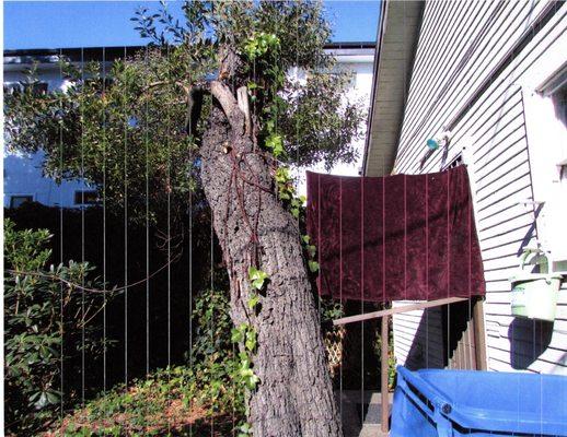 Above & Beyond Tree Service sliced my tree across its trunk and is taking me to Small Claims Court!