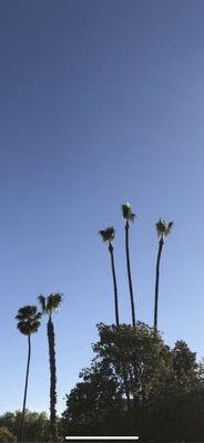 Clean a palm tree