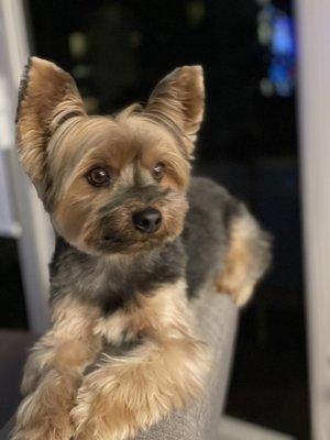 Dainey did an awesome job. This is our little guy showing off his haircut today.