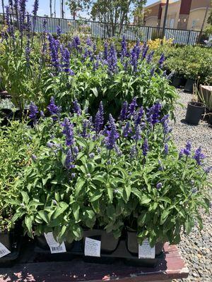 Salvia 'Victoria Blue'