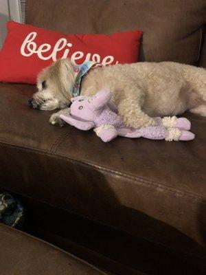 Churro all pooped after her bath & two mile walk around DBI, just wanted to cuddle with her new favorite toy Elly.