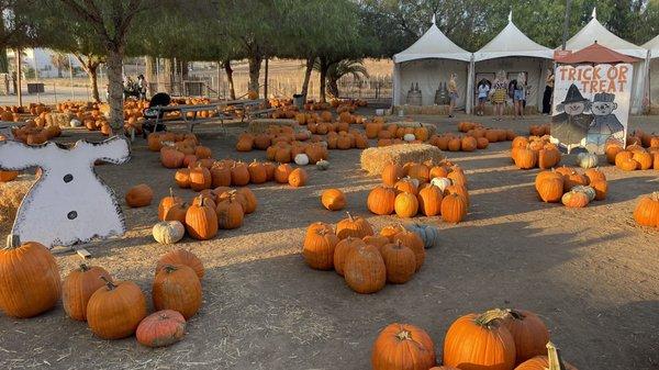 Pumpkin patch  Entrance fee $2 weekdays $3 weekends