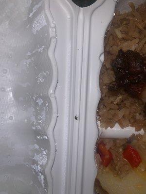 Found a roach in the super chicken rico