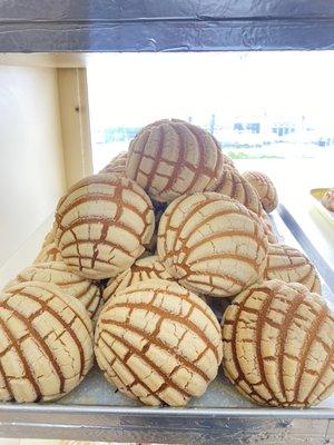 White Conchas