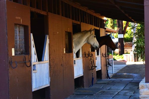 We have 30 fully enclosed matted and recently renovated stalls at DVG located just steps away from our Equisizer and arena.