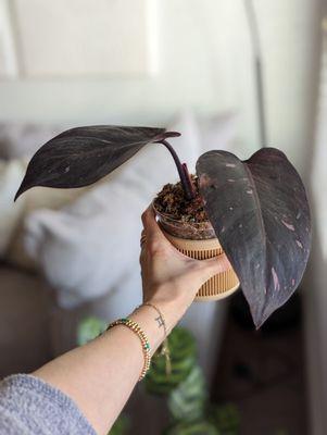 Black cherry philodendron