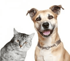 Cats and dogs welcome - breed restrictions apply