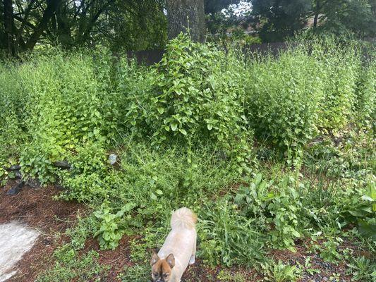 Can you find the Actual Only planted bushes?  they take little care of rentals!