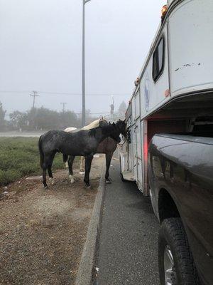 Stranded horses